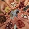 Глава Минсельхоза РФ подтвердил планы по ограничению импорта семян
