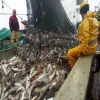  Какие рыболовные сети запрещены к ввозу