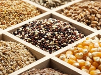 РФ с 30 июня запретила ввоз выращенных в Нидерландах семян и посадочного материала