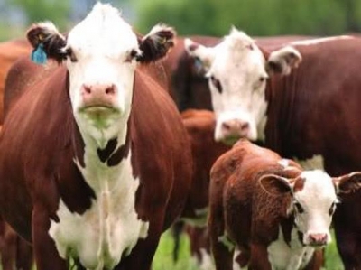 Нулевой НДС при продаже и импорте племенного скота могут продлить