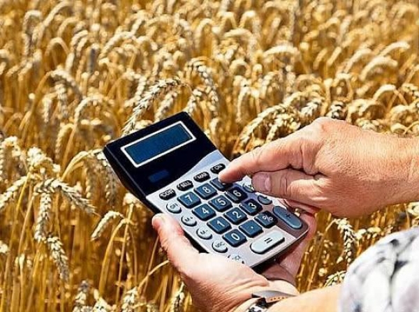 Экспортная пошлина на пшеницу из РФ с 24 августа снизится до 4794 руб.