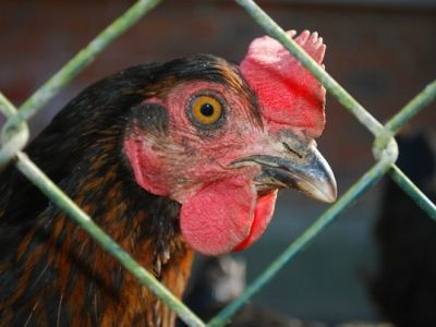 Беларусь ограничивает ввоз птицы из трех областей России из-за птичьего гриппа