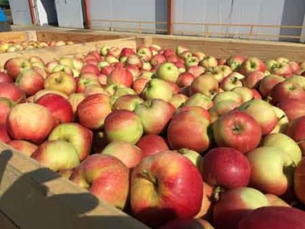 Россельхознадзор разрешает ввоз яблок с 10 предприятий из Брестской области Республики Беларусь