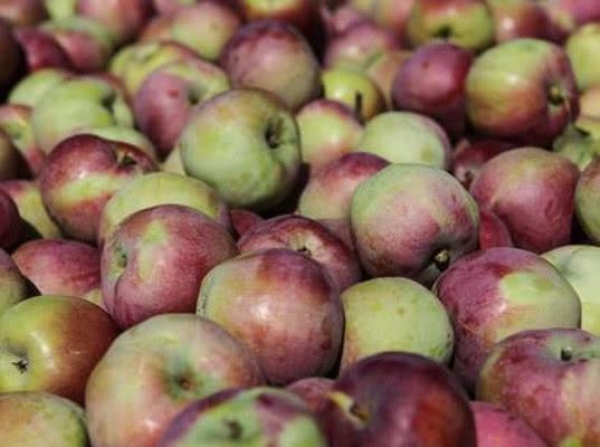 Поставки яблок из Брестской области Республики Беларусь в Россию ограничены